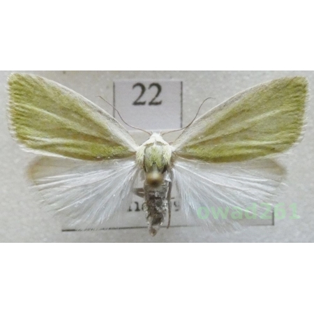Earias clorana (Linnaeus, 1761) Czech22